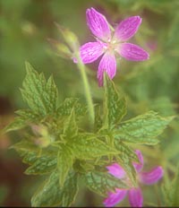 Geranium × oxonianum 'Southcombe Star'