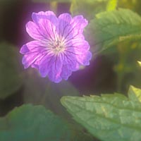 Geranium nodosum 'Svelte Lilac'