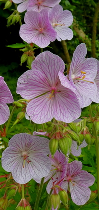 Geranium pratense 'Yorkshire Queen'