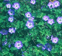 Geranium wallichianum 'Buxton's Variety' (Blue)