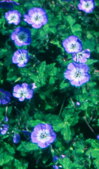 Geranium wallichianum 'Buxton's Variety' (Blue)