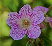 Geranium sylvaticum wanneri