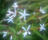 Gillenia trifoliata