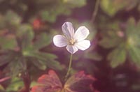 Geranium suzukii