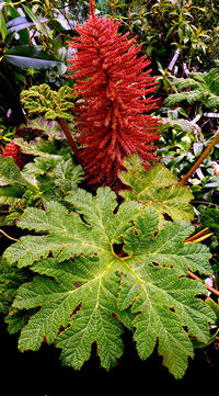 Gunnera talamancana