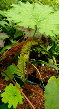 Gunnera morae