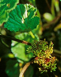 Gunnera magellanica