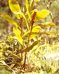 Hedychium yunnanense