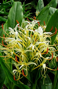 Hedychium tengchongense 'Seo Mi Ty'