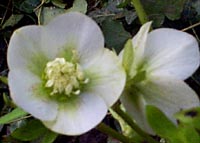 Helleborus orientalis ssp. guttatus white