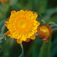 Helichrysum wightii