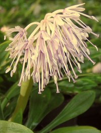 Heloniopsis umbellata