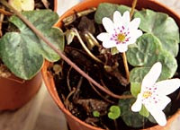 Hepatica nobilis white