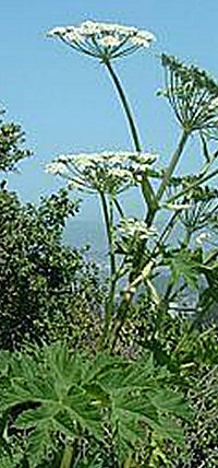 Heracleum aff. nepalense