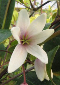 Holboellia brachyandra