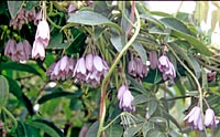 Holboellia angustifolia x linearifolia