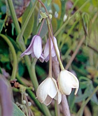 Holboellia angustifolia
