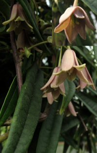 Holboellia linearifolia