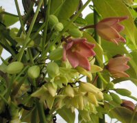 Holboellia latifolia var. from Thailand