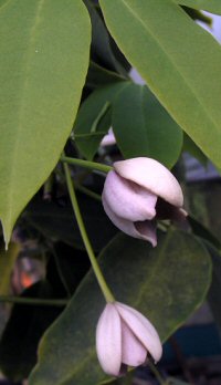 Holboellia latifolia var.