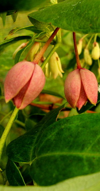Holboellia obtusa