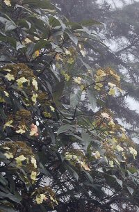 Hydrangea aspera ssp. strigosa