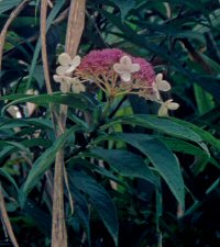 Hydrangea longifolia