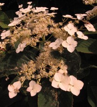 Hydrangea heteromalla from India