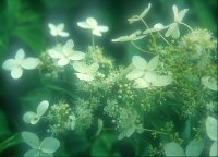 Hydrangea paniculata from Taiwan