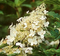 Hydrangea paniculata from Japan