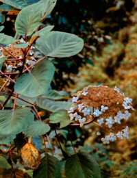 Hydrangea aspera ssp. robusta