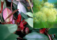 Hydrangea serratifolia