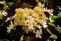 Hydrangea paniculata 'Praecox'