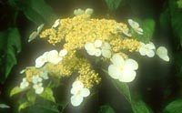Hydrangea chinensis from Sichuan