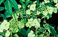 Hydrangea chinensis f. formosana