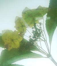 Hydrangea chinensis from Taiwan