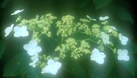 Hydrangea heteromalla from China