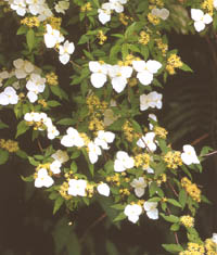 Hydrangea scandens ssp. liukiuensis