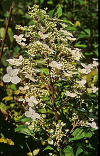 Hydrangea paniculata from Taiwan