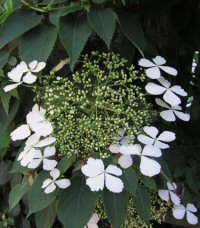 Hydrangea anomala ssp. petiolaris from Yakushima