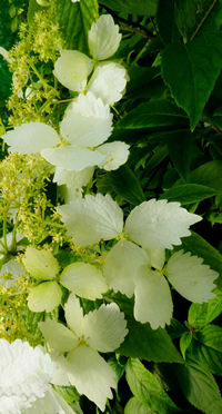 Hydrangea angustipetala f. macrosepala