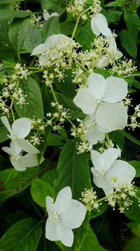 Hydrangea angustipetala f. macrosepala
