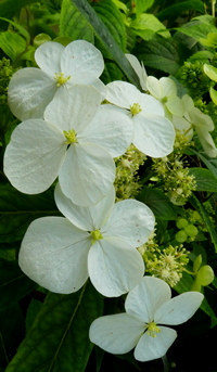Hydrangea angustipetala f. obvoatifolia