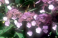 Hydrangea aspera ssp. villosa