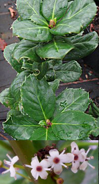 Ilex perado subsp. azorica