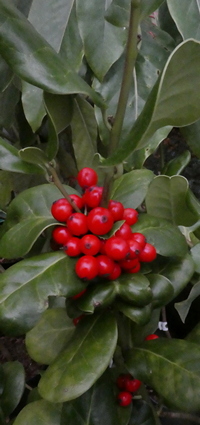 Ilex perado subsp. azorica (female)
