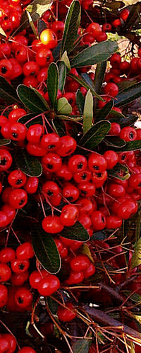 Ilex rotunda