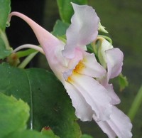 Impatiens qingchanganica 'Emei Dawn'
