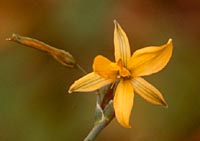 Echeandia formosa