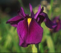 Iris ensata v. spontanea
